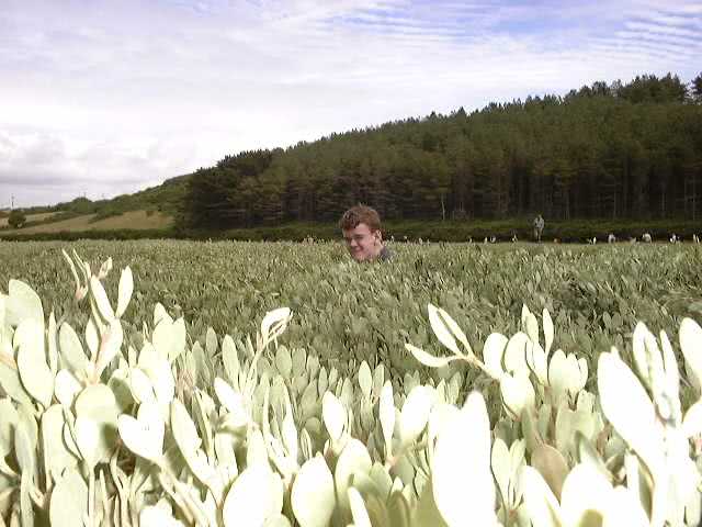 Halimione portulacoides